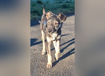 Kleine Paula(8 Mon/39 cm/9,6 kg) sucht Hundefreunde mut Herz