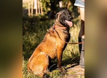 Belgischer Schäfi ♥ Max ♥ verkuschelt Sportskanone