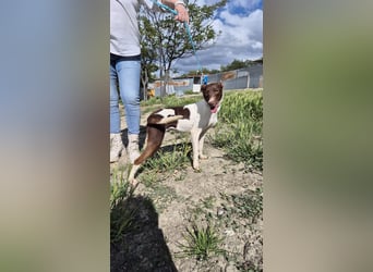 Cookie, Katzenverträglichkeit und lieb