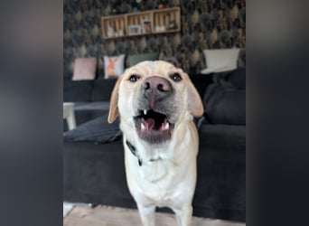 Nacho in 09618 Brand- Erbisdorf sucht sein Zuhause