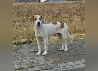 METTI VERSPIELTE HÜNDIN