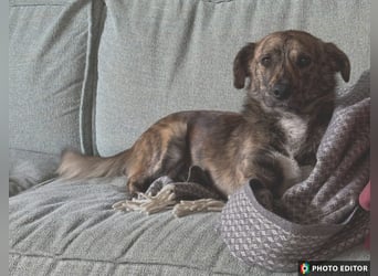 Fido, Dein neuer, treuer Begleiter, PS in 31303 Burgdorf