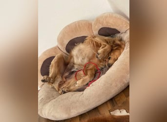 Milo Dark Golden Retriever Rüde katzenverträglich sucht erfahrenes Zuhause