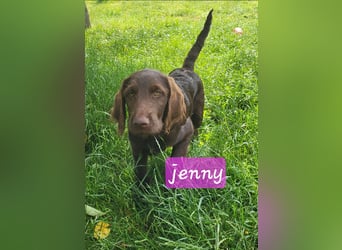 Welpen Labradoodle F1 Braun Könispudel x Labrador
