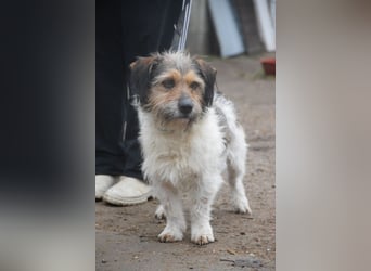 Larry - charmanter, freundlicher Terrier Mix Rüde