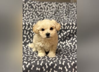 Maltipoo Welpe