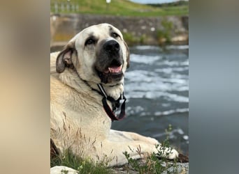 Riesen-Baby-Kangal ♥Ares♥ wartet schon in 99718 Greussen auf seine Für-Immer-Menschen