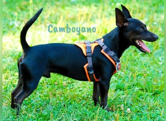Camboyano 12/2022 (in Deutschland) - lustiger kleiner Pinscher-Mix!
