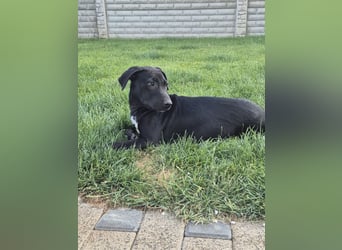 NERO - aufgeweckter Junge sucht Familie