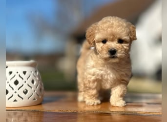 Rarität. Echte Teddybär Maltipoo Welpen in tollem Apricot abzugeben. Malteser/Pudel