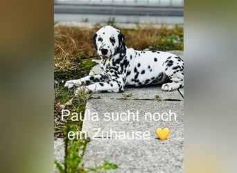 Dalmatiner Weibchen Paula