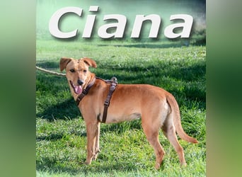 Ciana – sucht liebevolle und geduldige Menschen