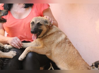 Schäferhund Mix Miley