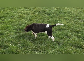 Kleine Münsterlander Welpen