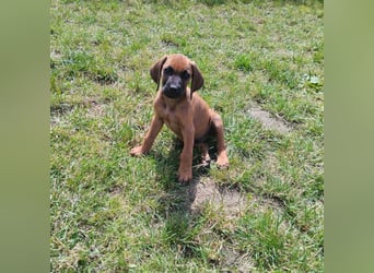 Süße Rhodesian Ridgeback Welpen