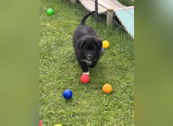 Australian Shepherd Welpen in  Black Bi