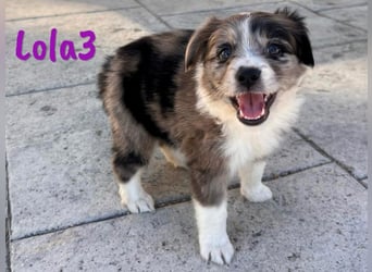 Lola3 geb. 05/2025 (ESP) - clevere Border-Collie-Mix Welpin!
