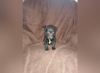 Sidney, Black Baby freut sich auf Dich!