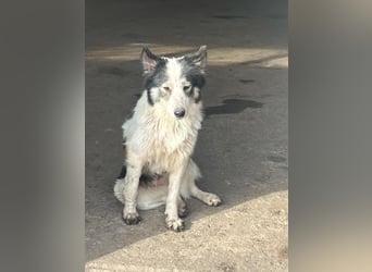 Ajuna, Husky-Collie Mix, verjagt und sich selbst überlassen