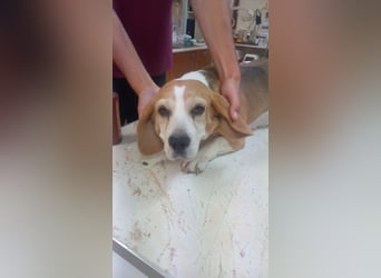Maya 2 PP – Beagle-Dame auf der Suche nach einem Neuanfang