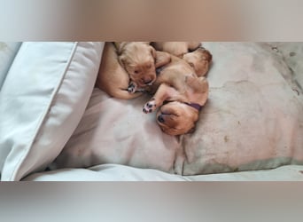 Golden Retriever Welpen