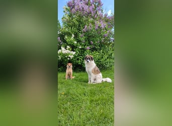 Polly - faszinierender Hund mit vielen Facetten