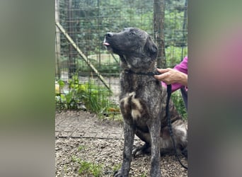 Jackpot - ein majestätischer Doggen-Mix sucht sein Königreich
