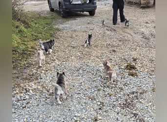 Zauberhafte Pomsky Welpen in echter Minihusky-Optik
