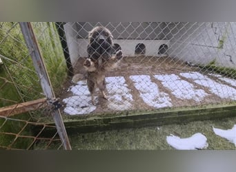 Ringo - gutmütiger Sarplaninac in Not