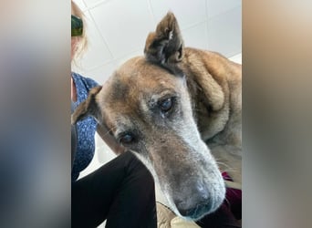 Manuela (Spanien) - freundliche Schäferhund-Mix-Hündin, wünscht sich sehnlichst ein neues Zuhause