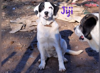 Jiji 07/2023 (in Deutschland) - sanfte und soziale, wundervolle Junghündin!