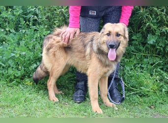 Bea, Mix Collie / Schäferhund, lieb und verträglich