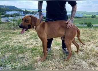 Beethoven, Rhodesian Ridgeback