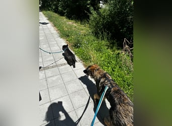 Neugierige Feli