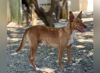 Mowgli