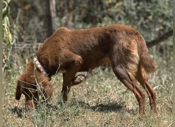 Zaubermaus Rica wartet in 35083 Wetter