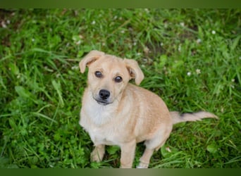 Welpe LINUS - der kleine Racker sucht ein liebevolles Für-Immer Zuhause