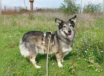 Mischa sucht ein neues Zuhause