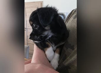 Reinrassige Langhaar - Chihuahua - Welpen abzugeben, sehr verspielt und verkuschelt!