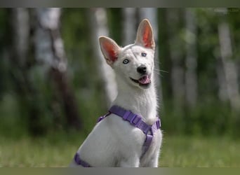Wunderschöne weiße DASHA sucht ein für-immer-Zuhause