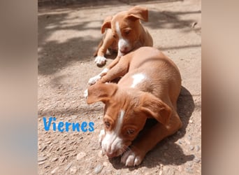 Viernes 01/2025 (ESP) - sozialer und verspielter Podenco Bub!