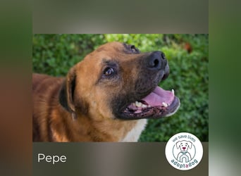 Pepe: Liebevoller Rüde