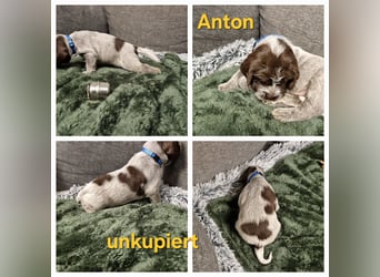 Griffon Korthals Vorstehhund Jagdhund