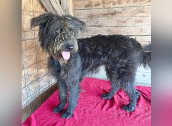 fröhlicher Familienhund TIMO - 1,5 Jahre, 56cm/18kg - Schnauzer-Mix