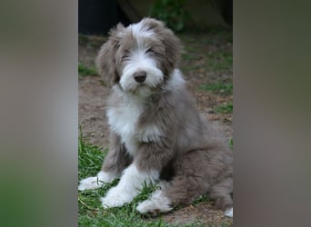 · BEARDED COLLlE WELPEN  · Ein faible für das Besondere!