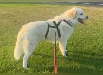 Pastorello: Traumhund sucht...