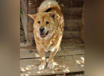 Kleine Knautschnase „Leon“ (Sharpei-Mix), ca. 13 Jahre alt, gut verträglich, sehr lieb