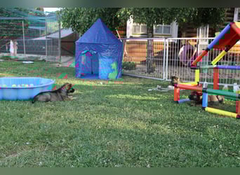 Schäferhund Welpen mit VDH Ahnentafel