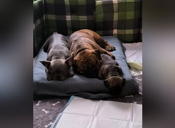 Wundervolle Bulldoggen-Welpen suchen ihr Für-Immer-Zuhause!