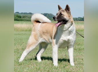 Echte reinrassiger American Akita Hündin
